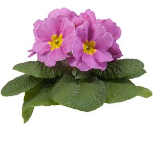 Afbeelding van Primula P10.5 gebroken knop/1bloem Pink